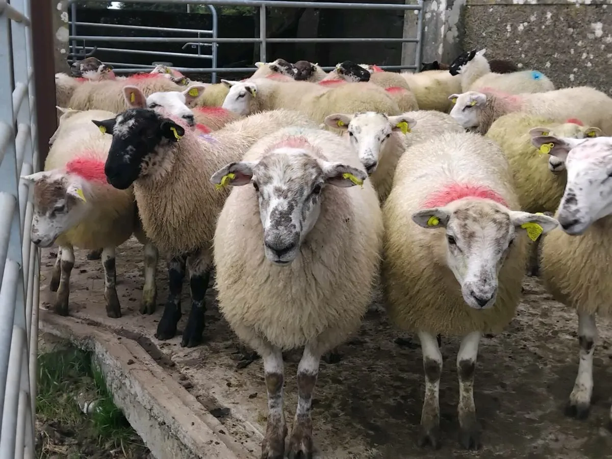 30 Texel Ewe Lambs - Image 3