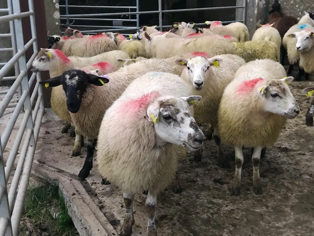 30 Texel Ewe Lambs - Image 4