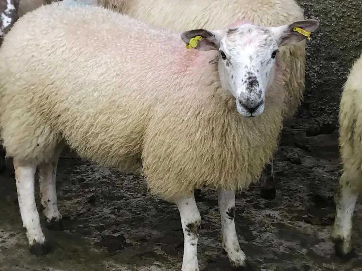 35 Texel Ewe Lambs - Image 3