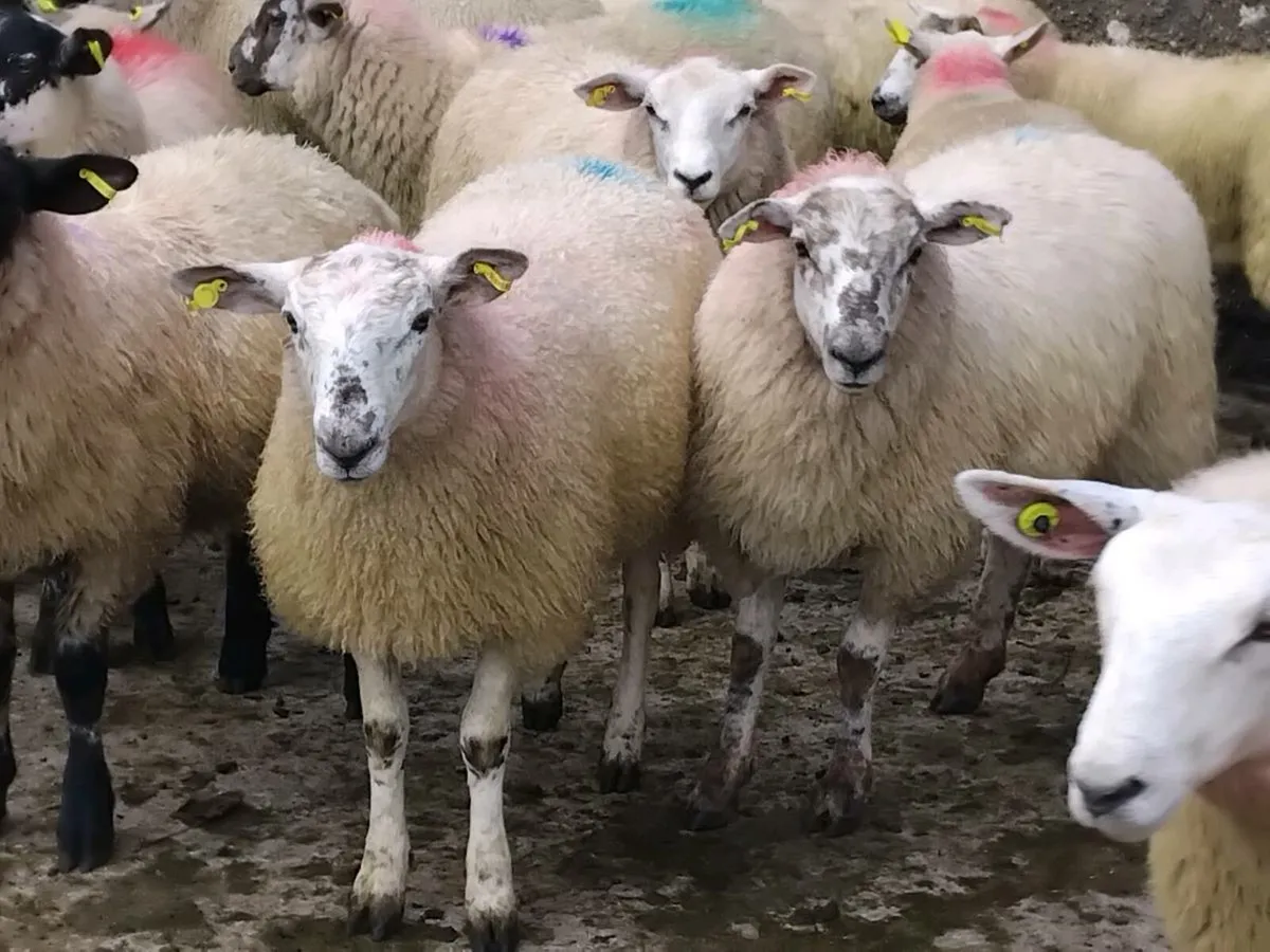 30 Texel Ewe Lambs - Image 1