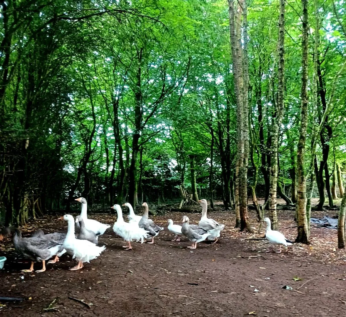 Free range geese. - Image 1