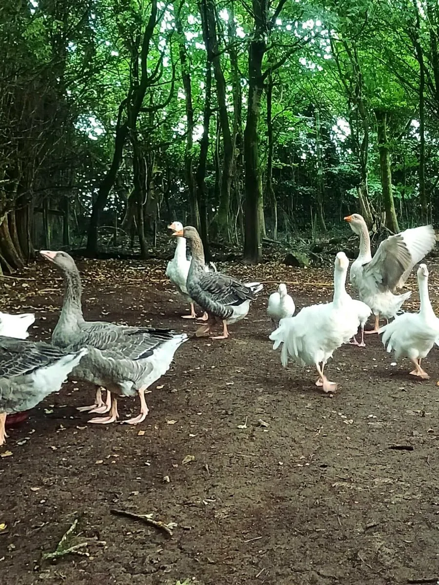 Free range geese. - Image 3
