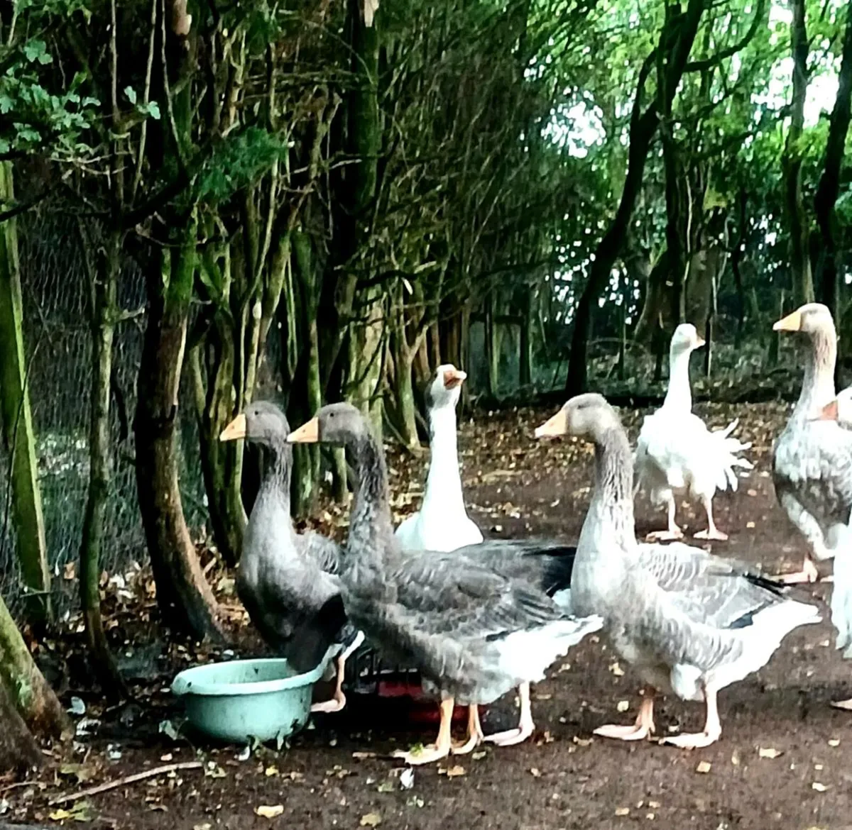 Free range geese. - Image 4