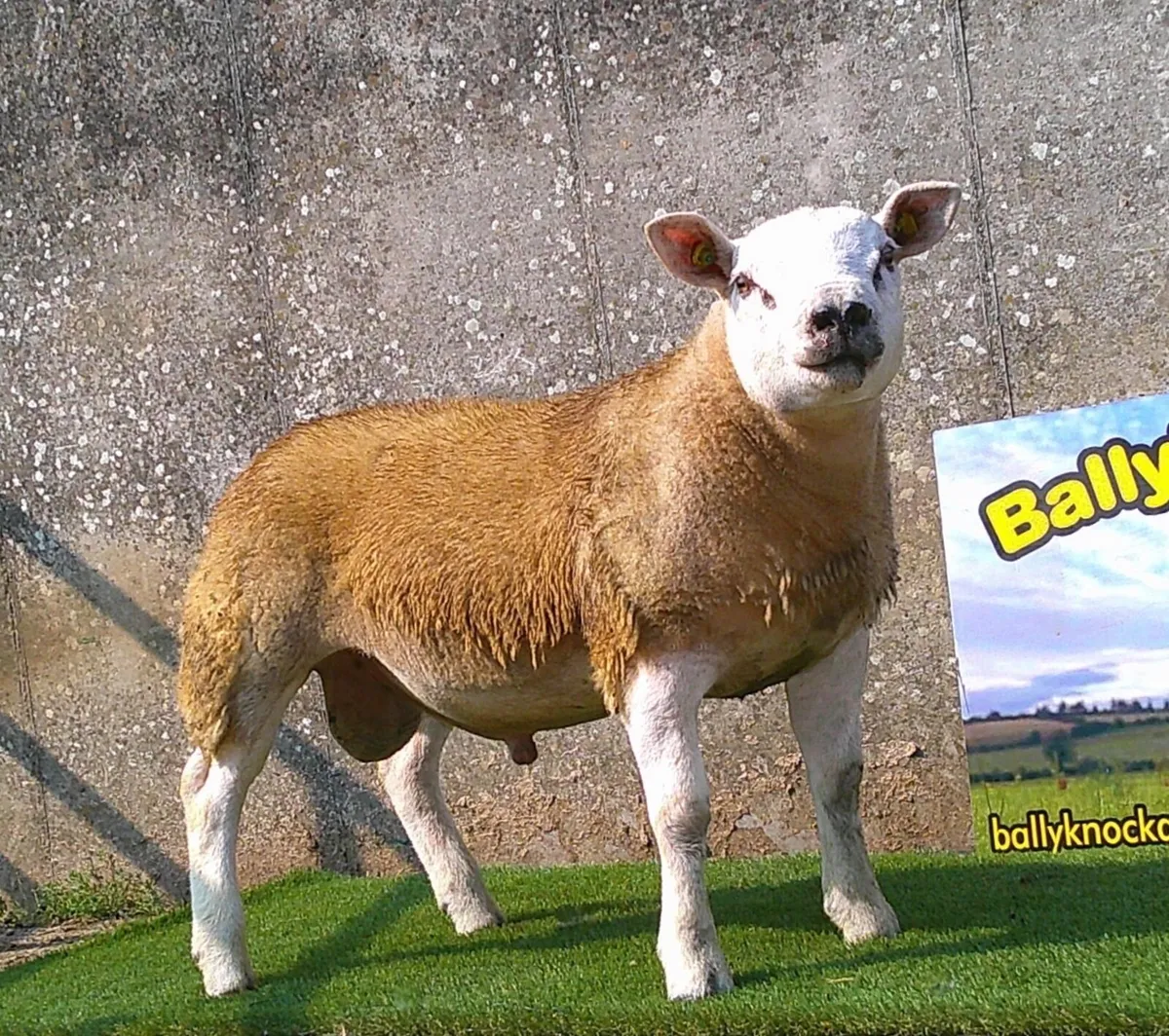 SIS Texel ram lambs - Image 1
