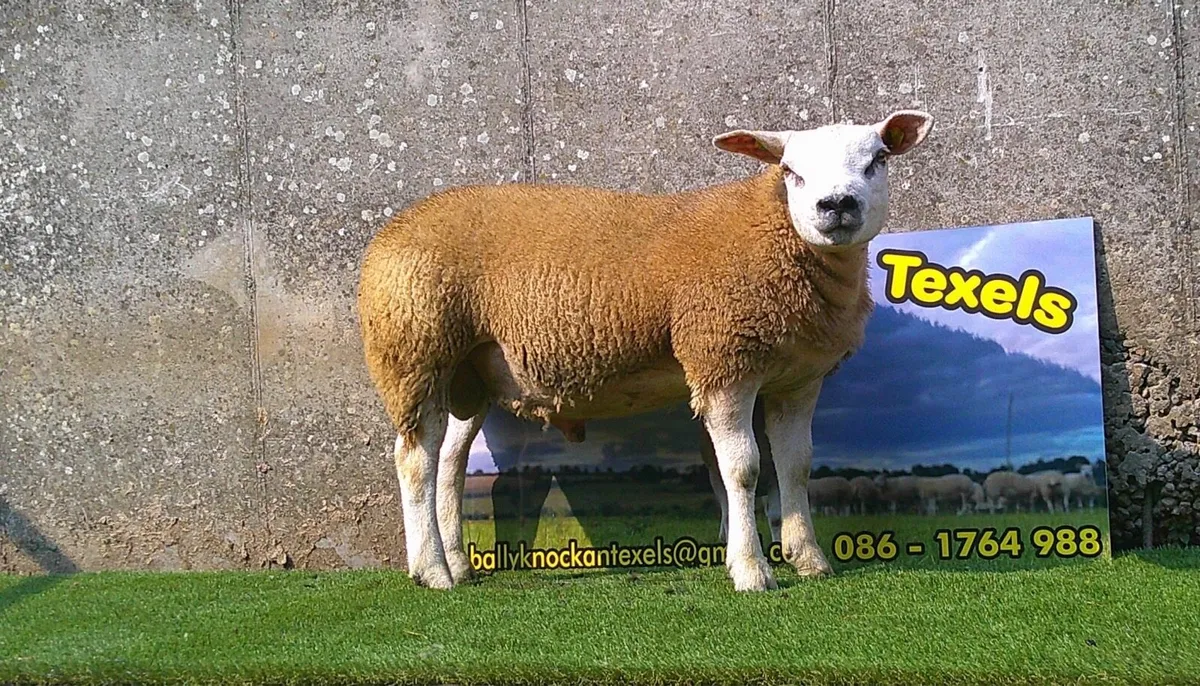 SIS Texel ram lambs - Image 3