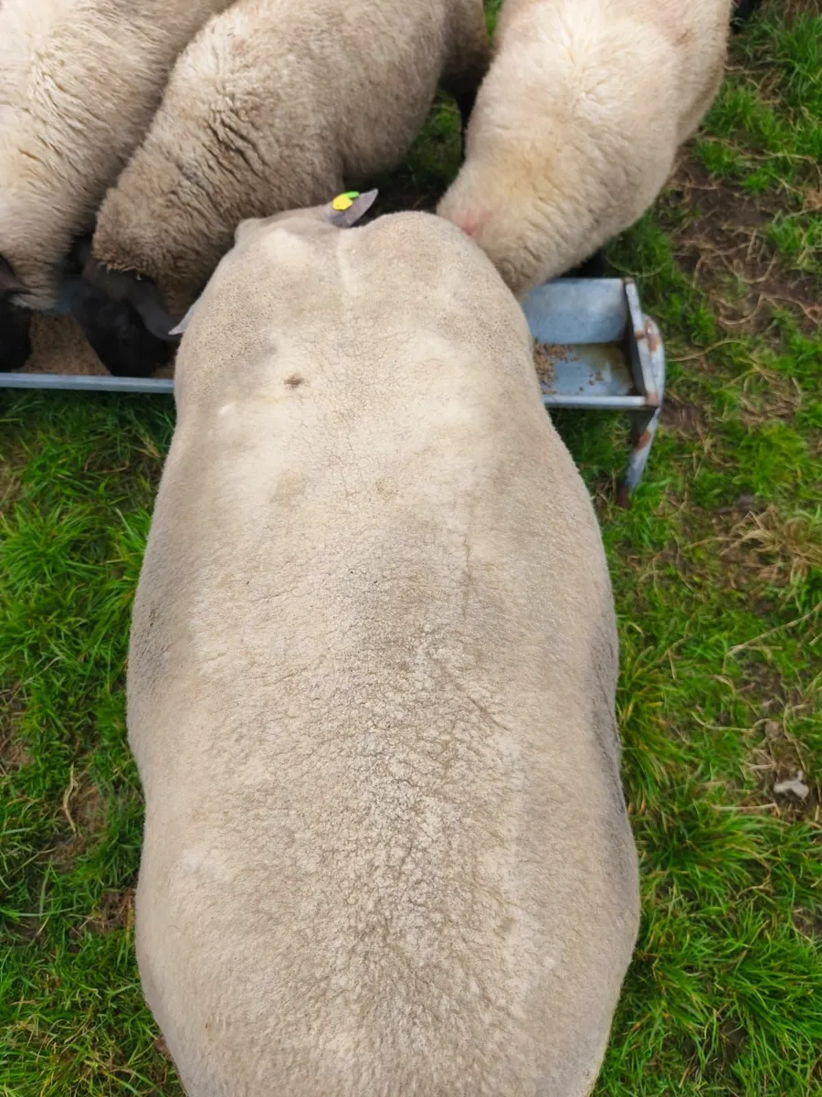 Charlollais Ram - Image 1