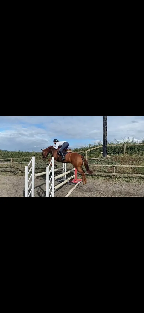 Promising  4yr old 148cm - Horse Breeding - Image 2