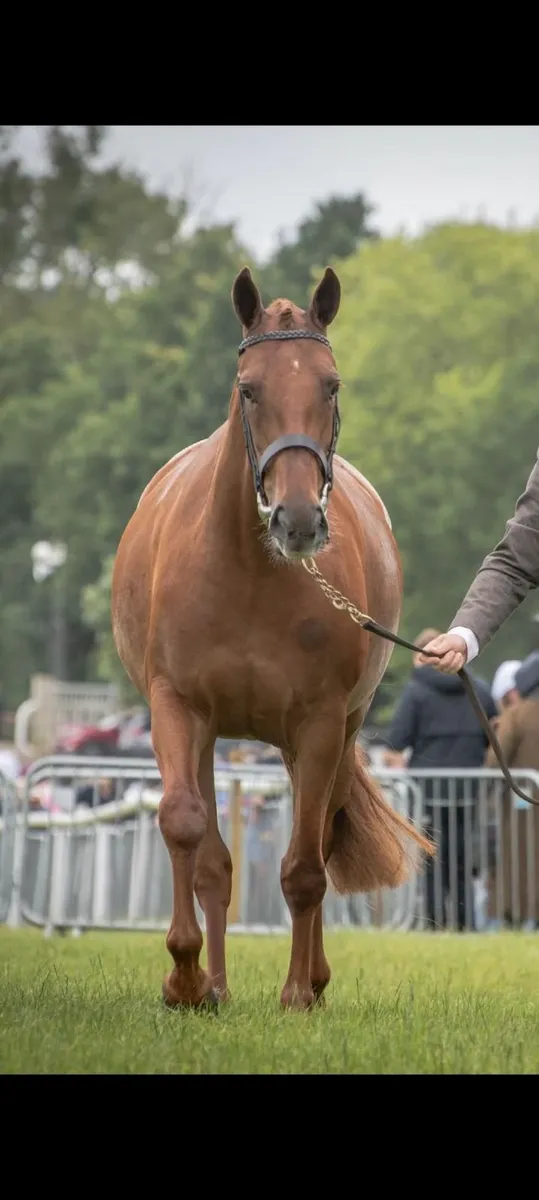 Promising  4yr old 148cm - Horse Breeding - Image 3