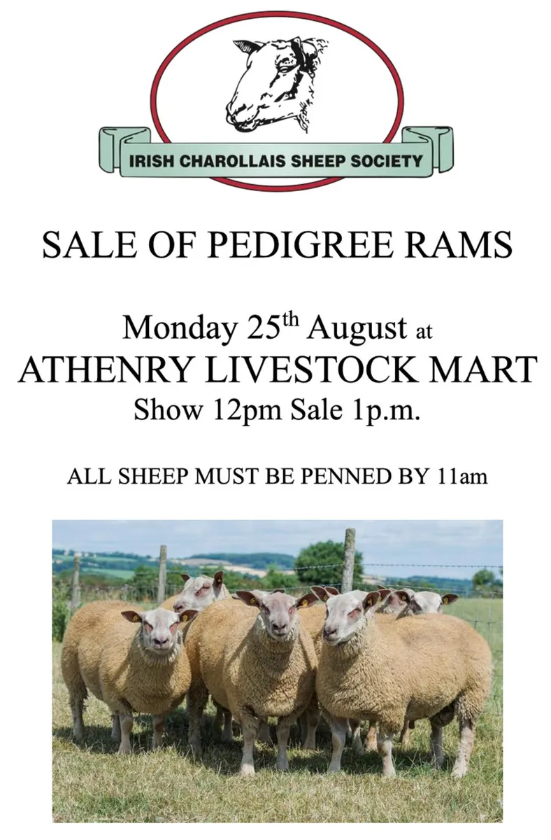 Charollais ram sale @Athenry mart - Image 1