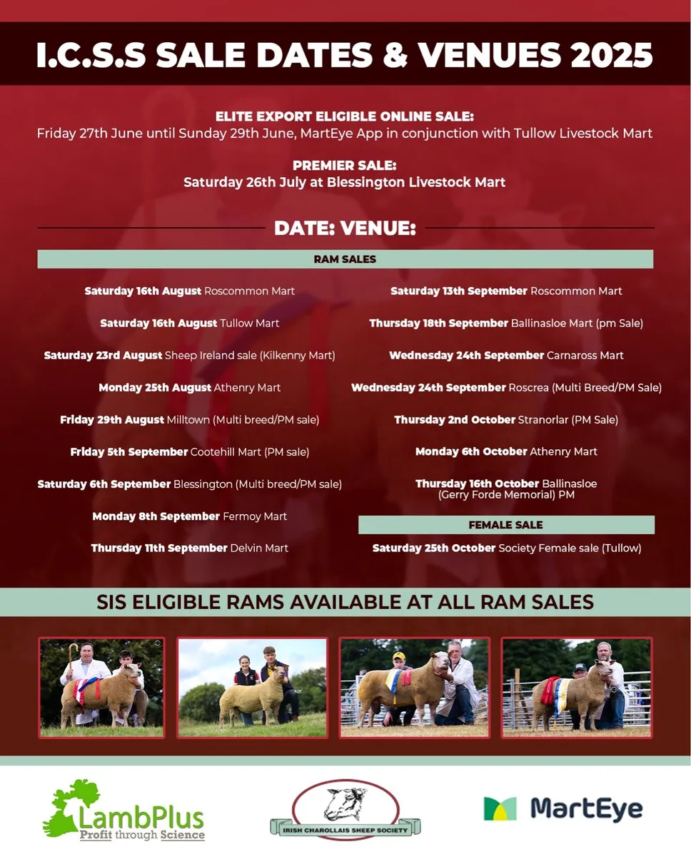 Charollais ram sale @Athenry mart - Image 2