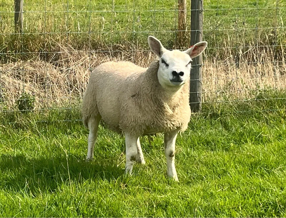 Two Texel Pedigree Ewe Lambs - Image 3
