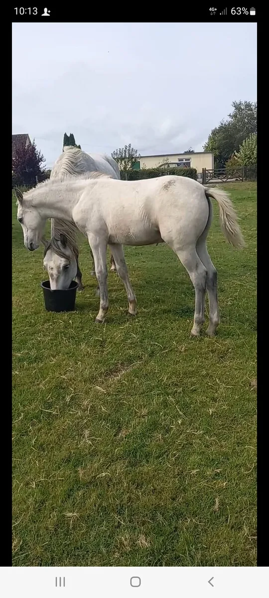 Dexter colt foal+4 filly foals - Image 1