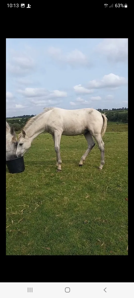 Dexter colt foal+4 filly foals - Image 2