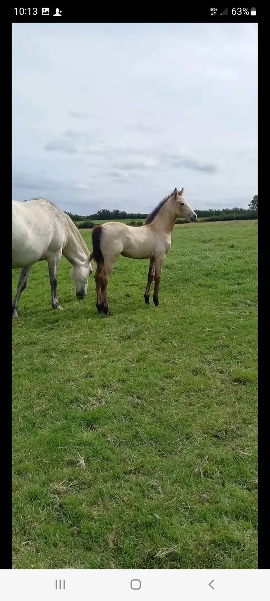 Dexter colt foal+4 filly foals - Image 3