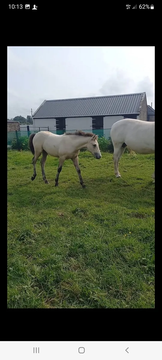 Dexter colt foal+4 filly foals - Image 4