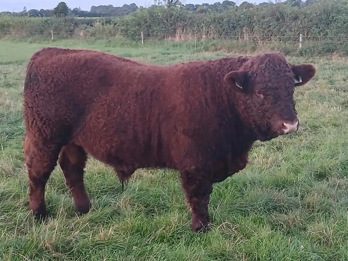 PBR Salers Bull - Image 1