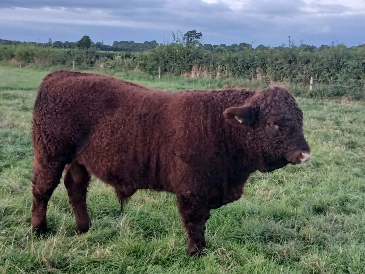 PBR Salers Bull - Image 2