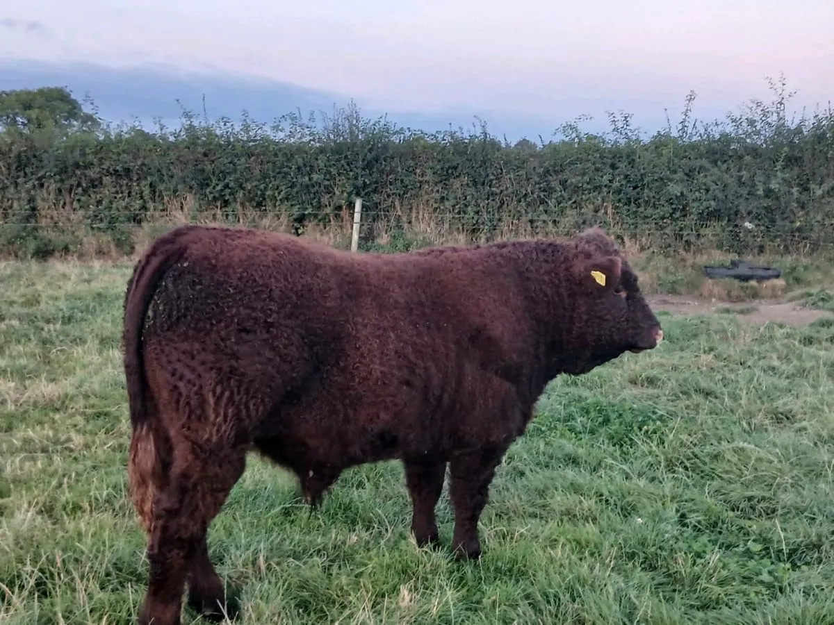 PBR Salers Bull - Image 3