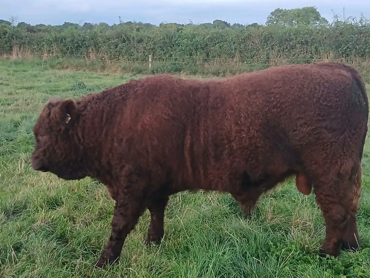 PBR Salers Bull - Image 4