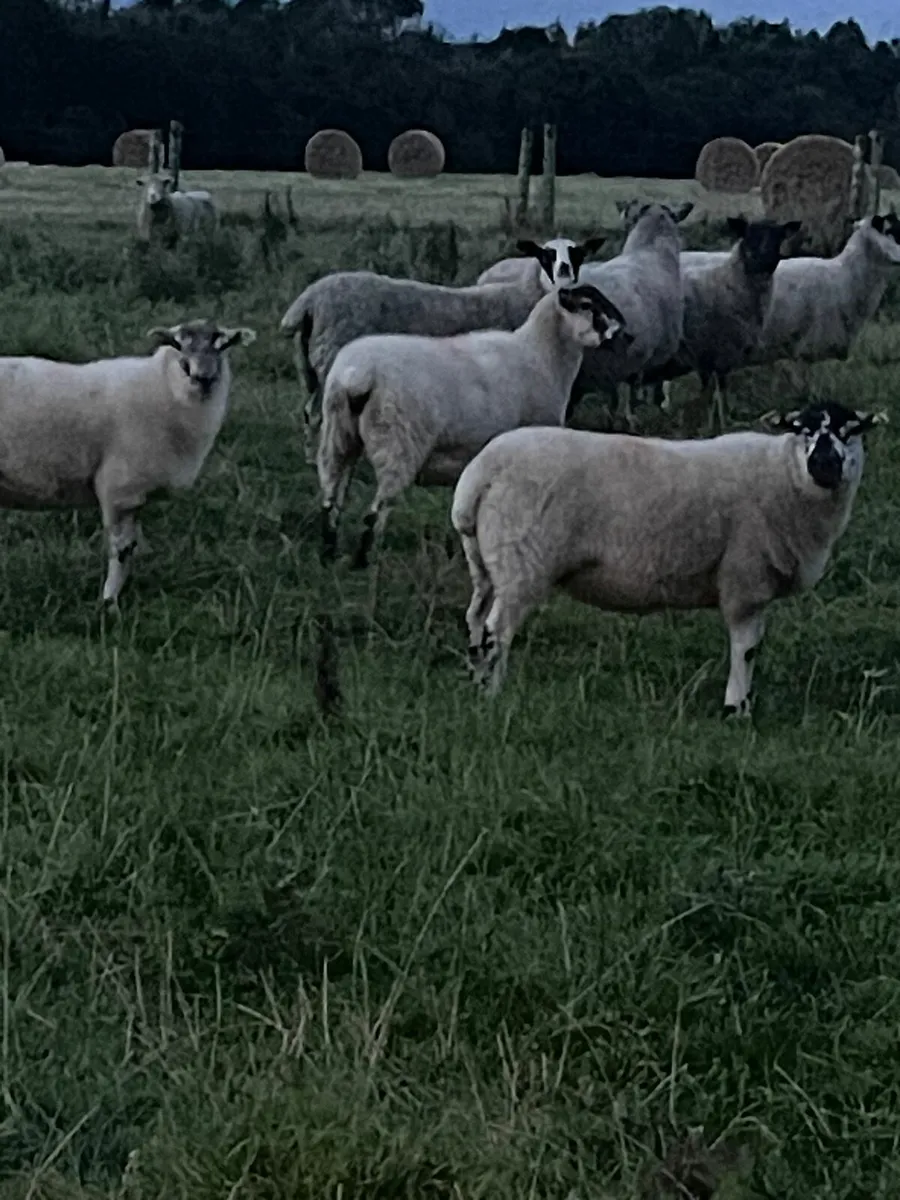 Texel x hoggets - Image 2