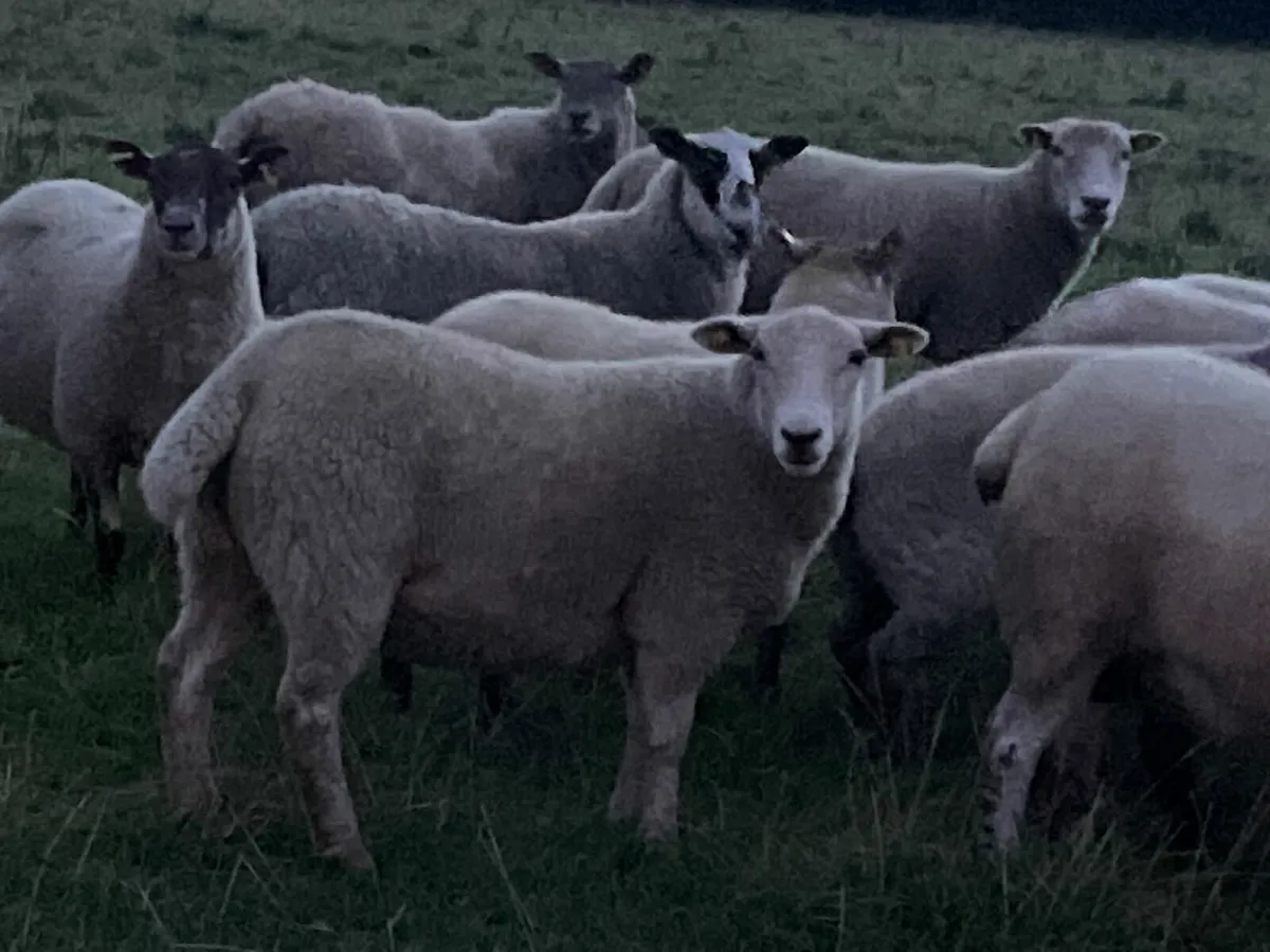 Texel x hoggets - Image 3