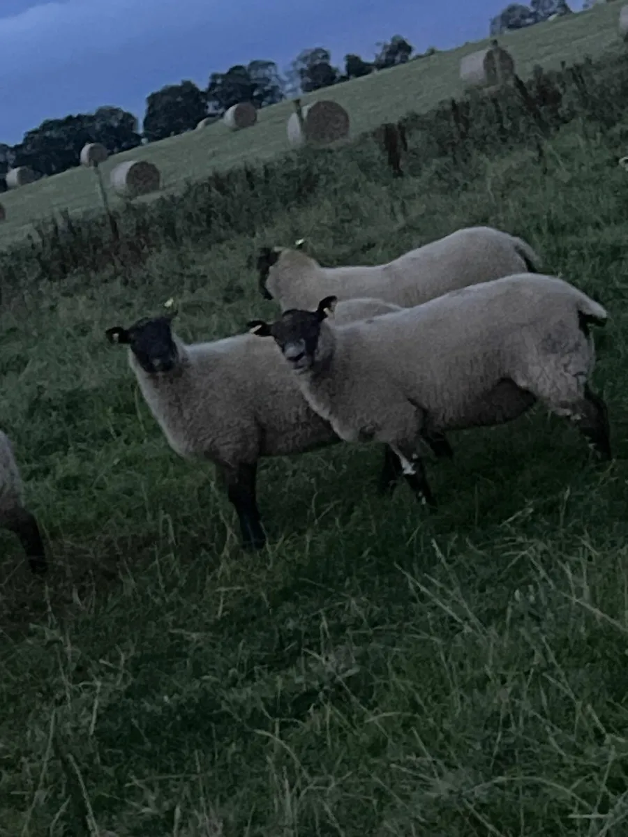 Texel x hoggets - Image 4