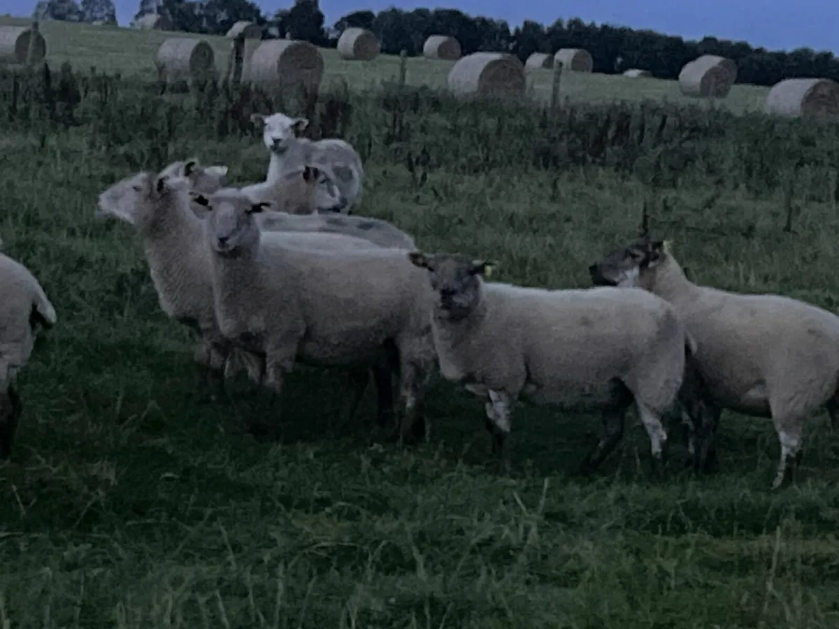 Texel x hoggets - Image 1