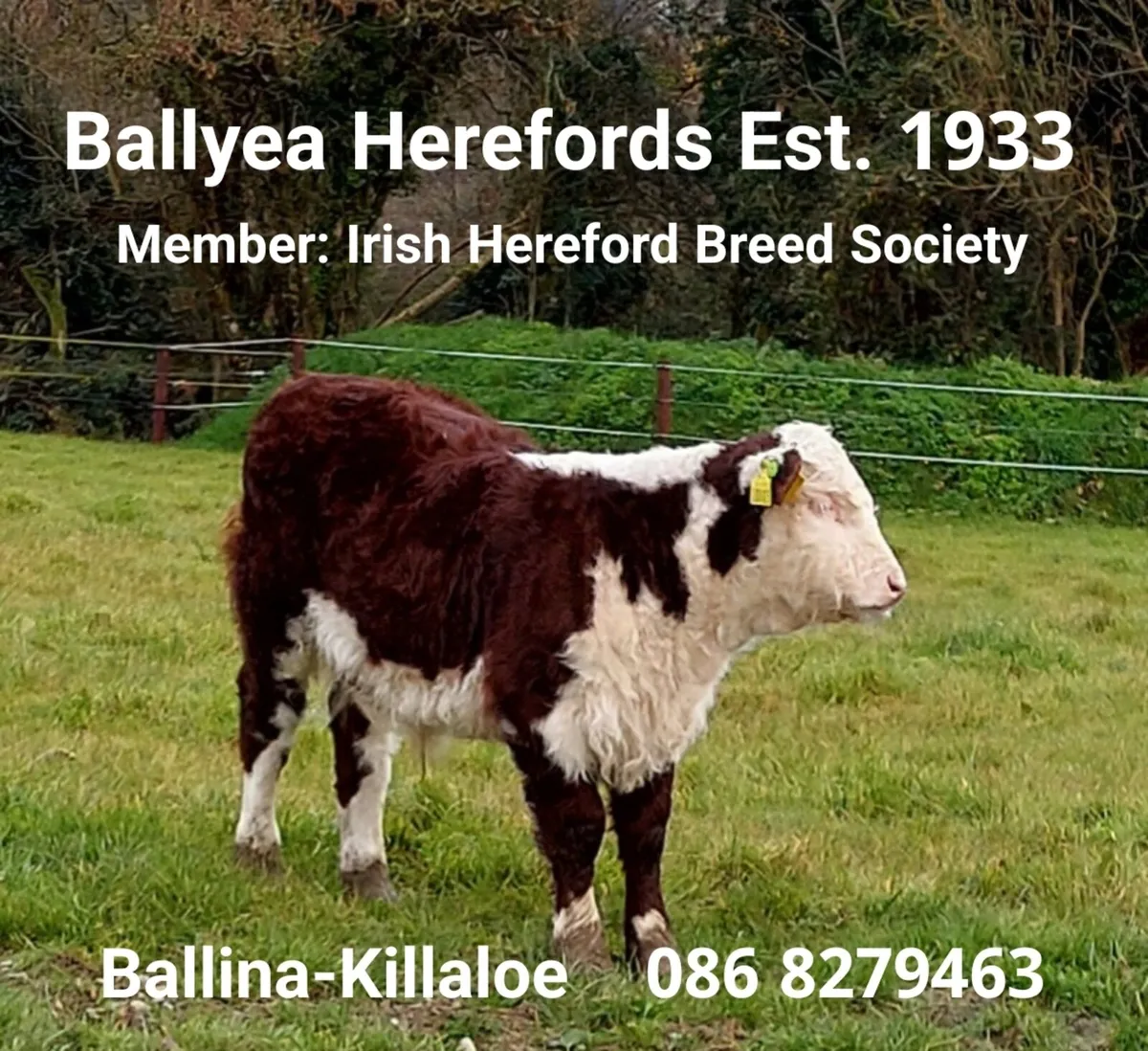 Purebred Hereford Heifers - Image 1