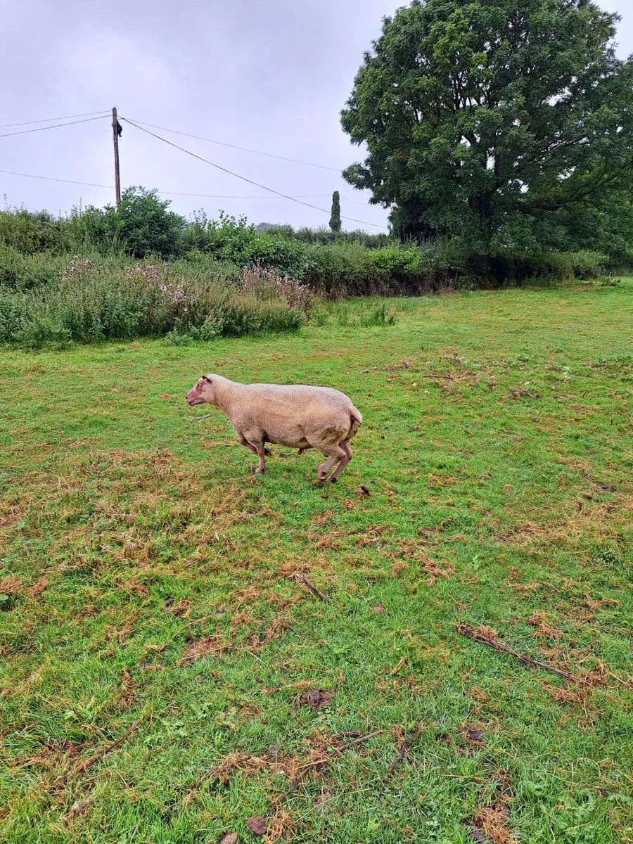 Purebred Rouge Ram - Image 1