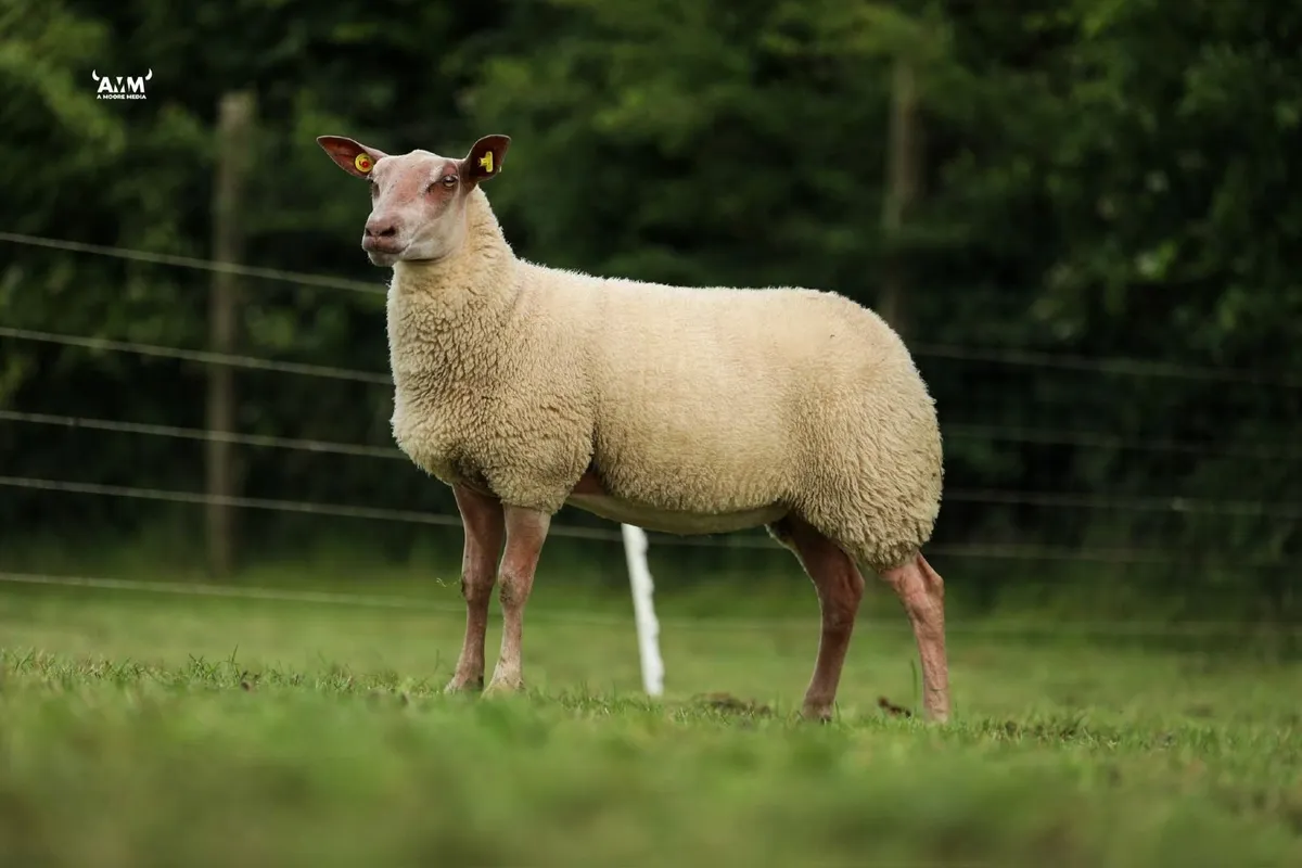 SIS Rouge Rams in Rouge Premier Sale - Image 2