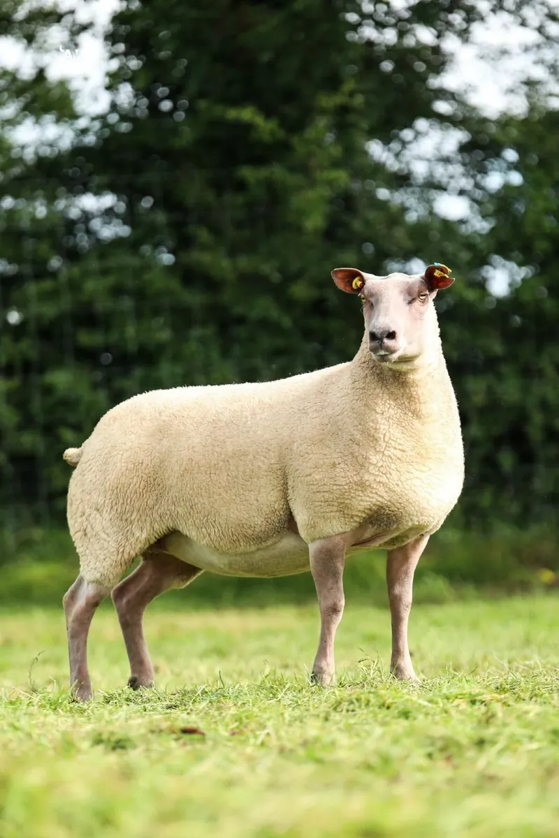 SIS Rouge Rams in Rouge Premier Sale - Image 3