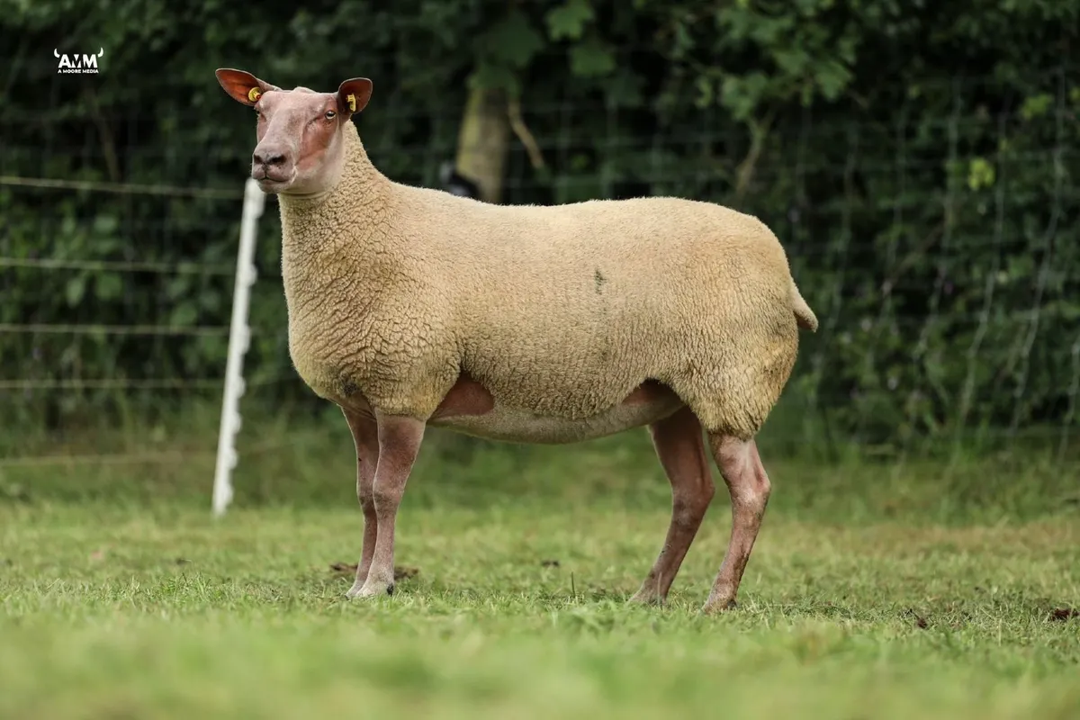 SIS Rouge Rams in Rouge Premier Sale - Image 4