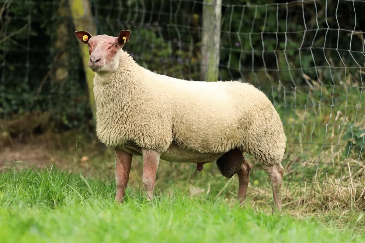 SIS Rouge Rams in Rouge Premier Sale - Image 1