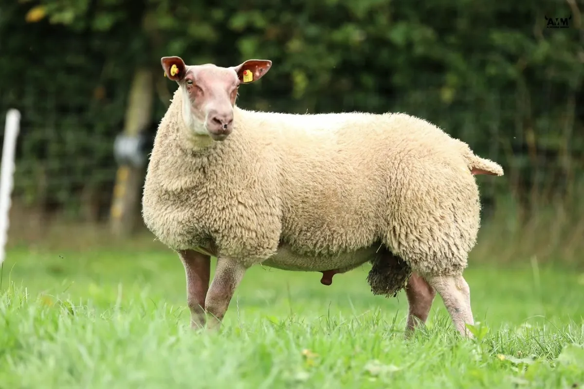 SIS Rouge Ram Lambs & SIS Dutch Spotted Ram - Image 2