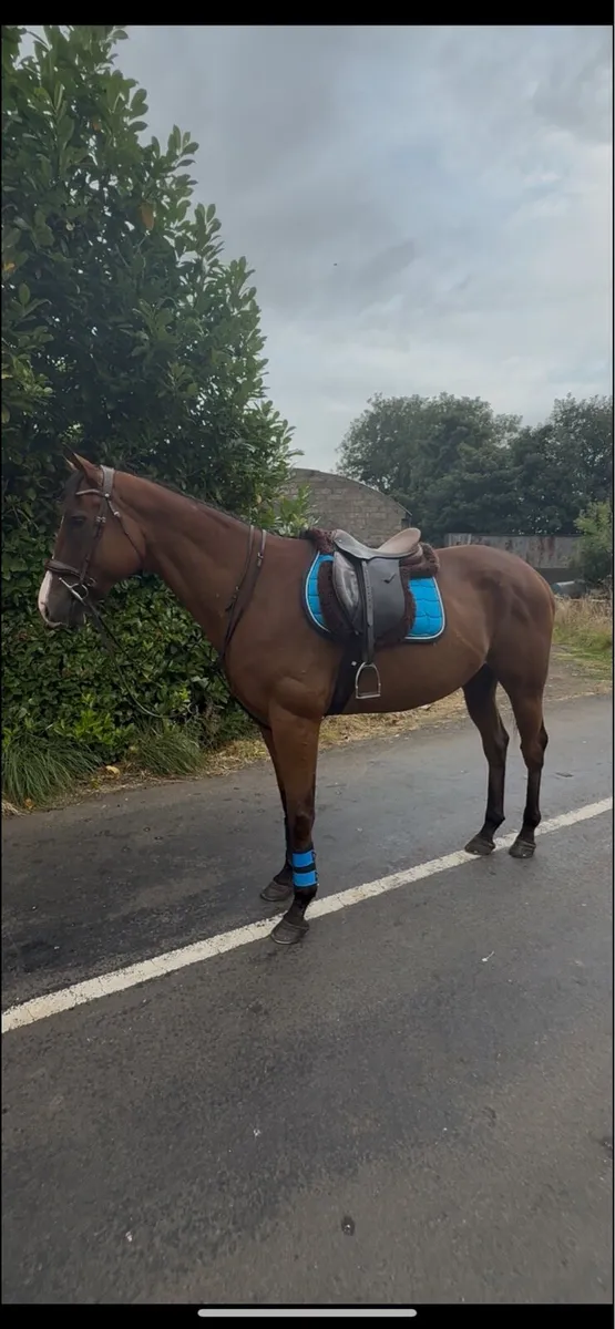 Horse