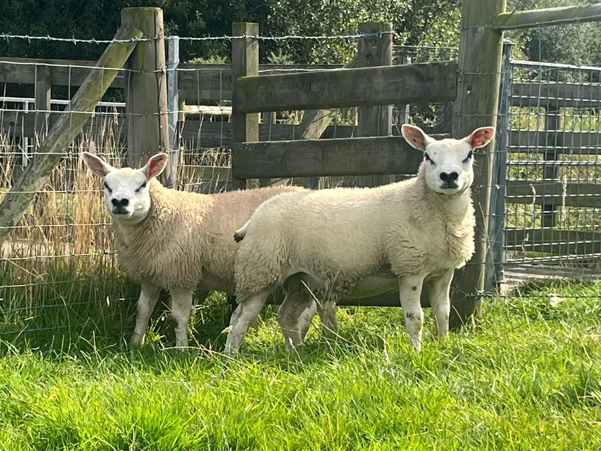 Two Texel Pedigree Ewe Lambs - Image 2