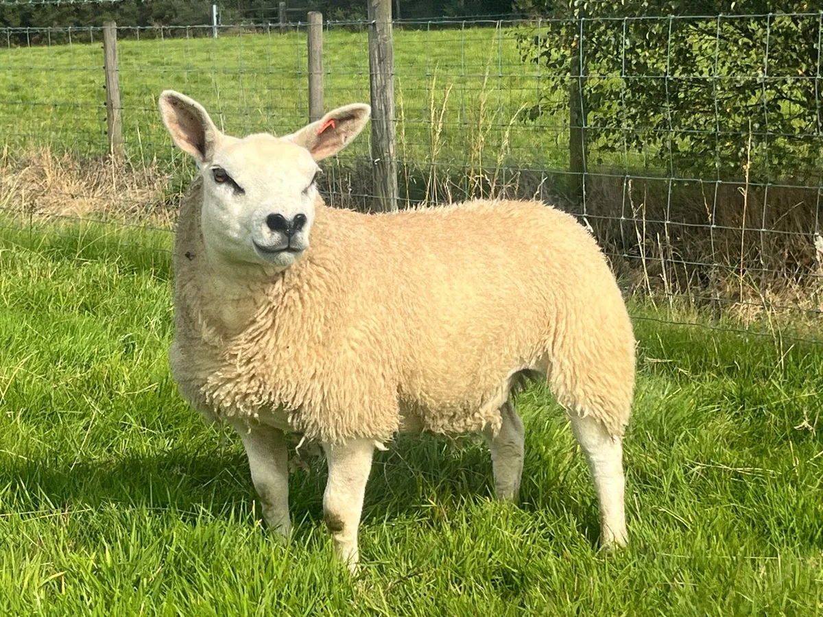Two Texel Pedigree Ewe Lambs - Image 1