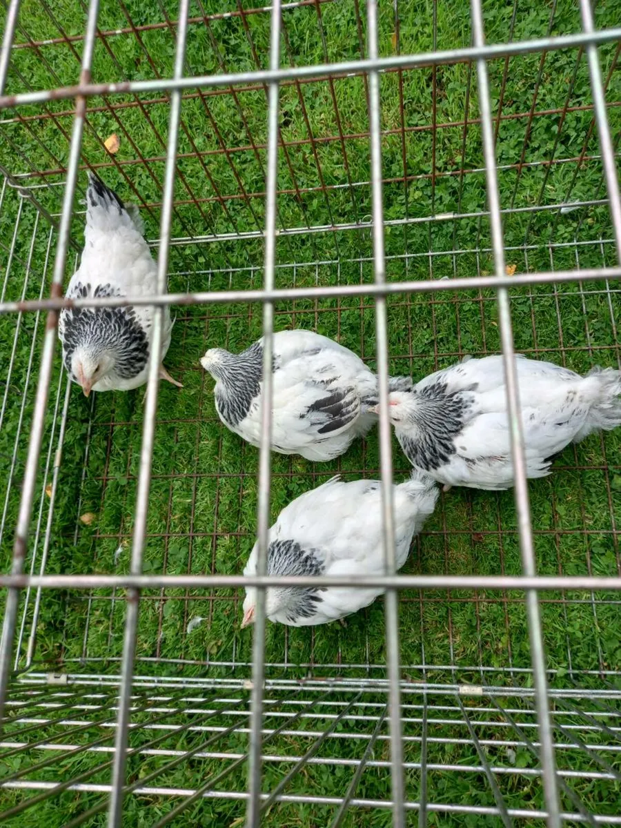 Six week old chickens - Image 1