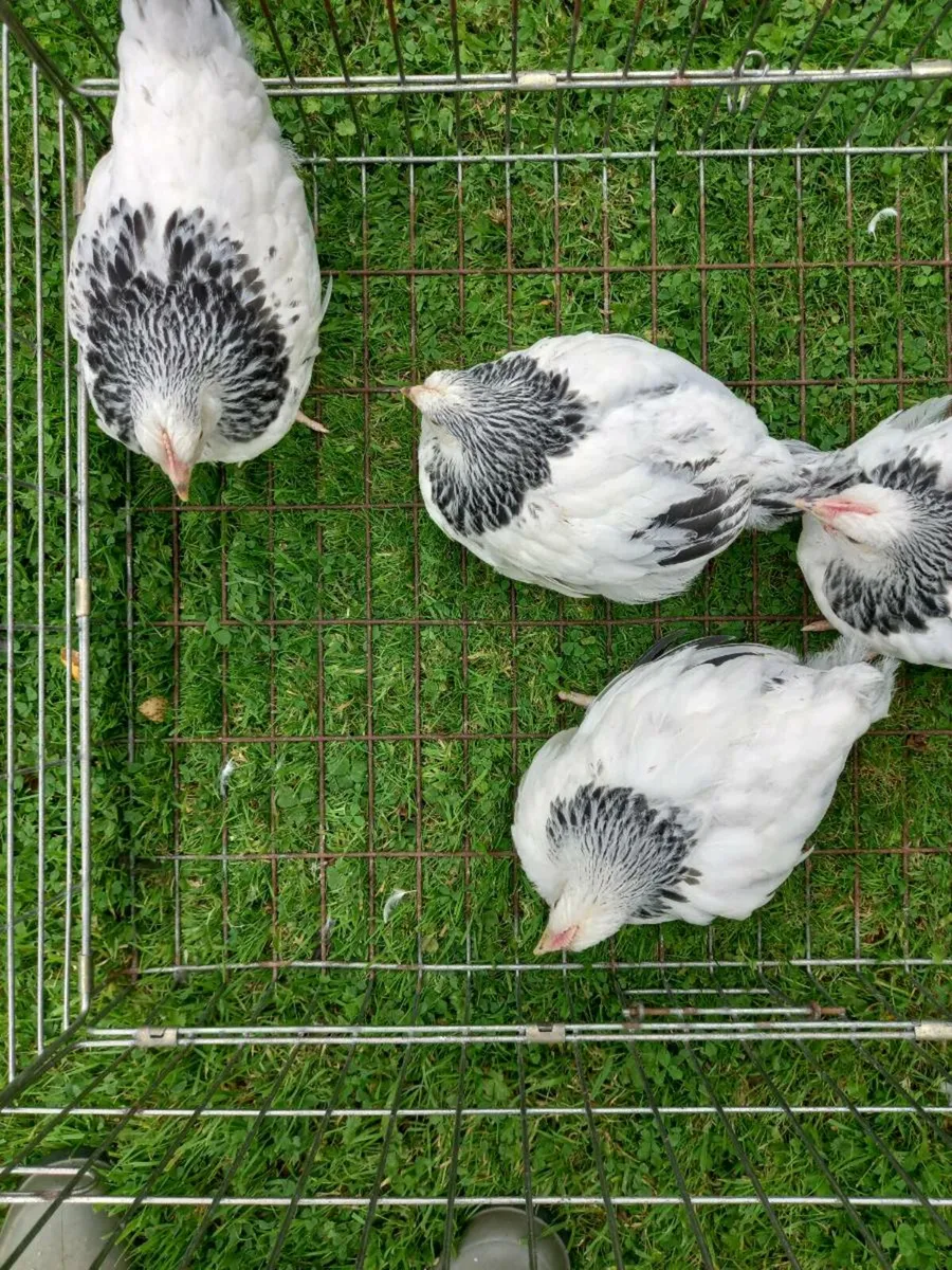 Six week old chickens - Image 2