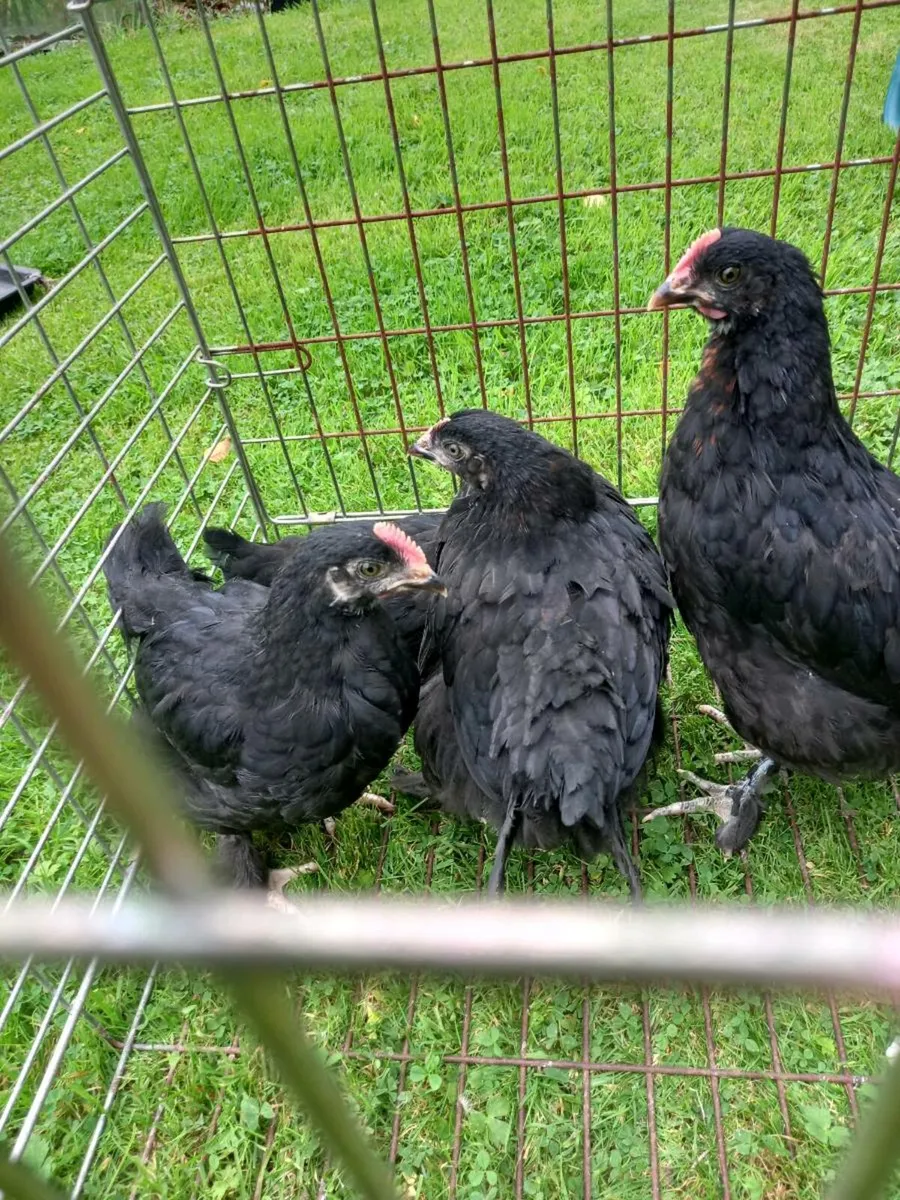 Six week old chickens - Image 3