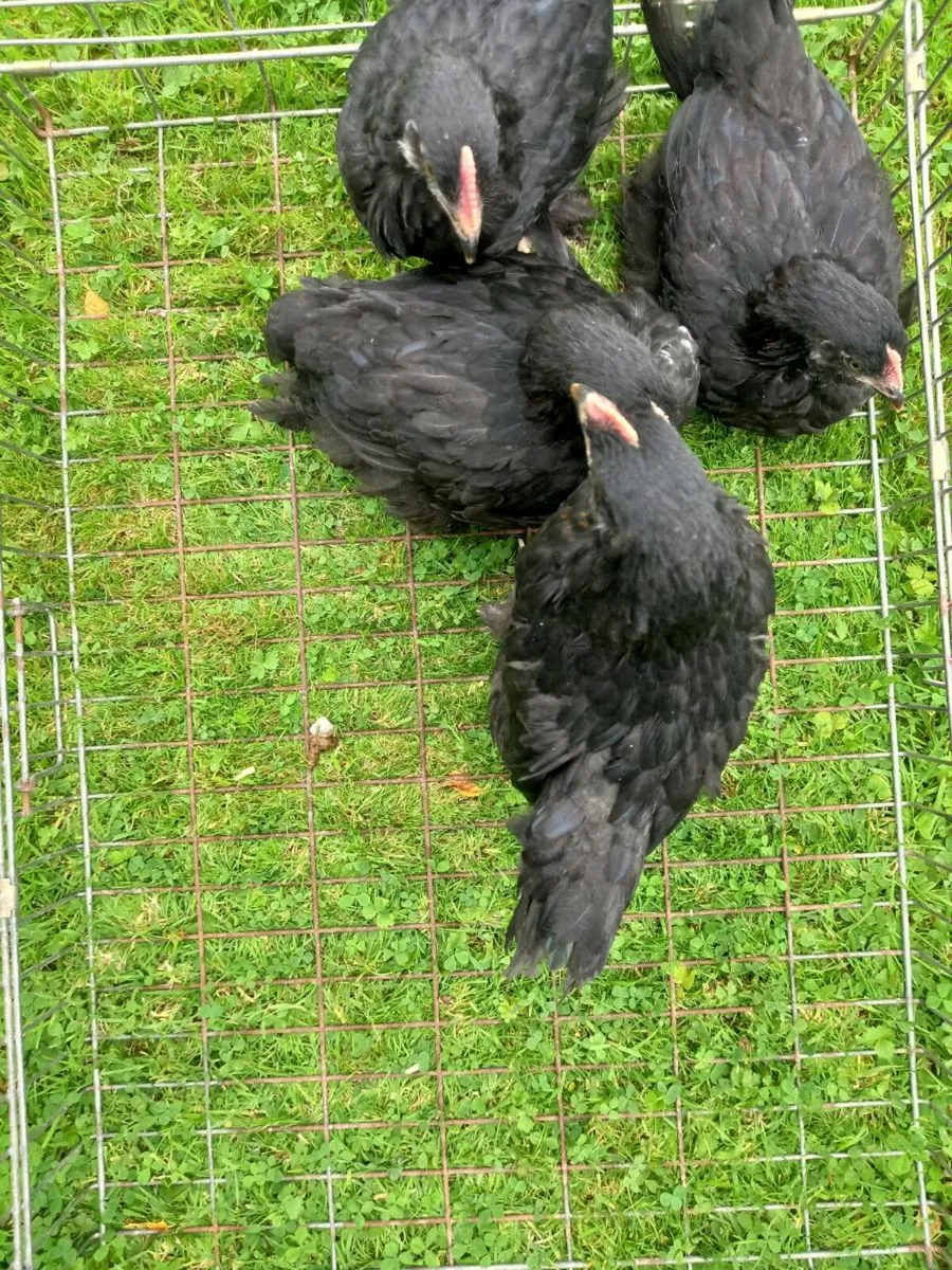 Six week old chickens - Image 4
