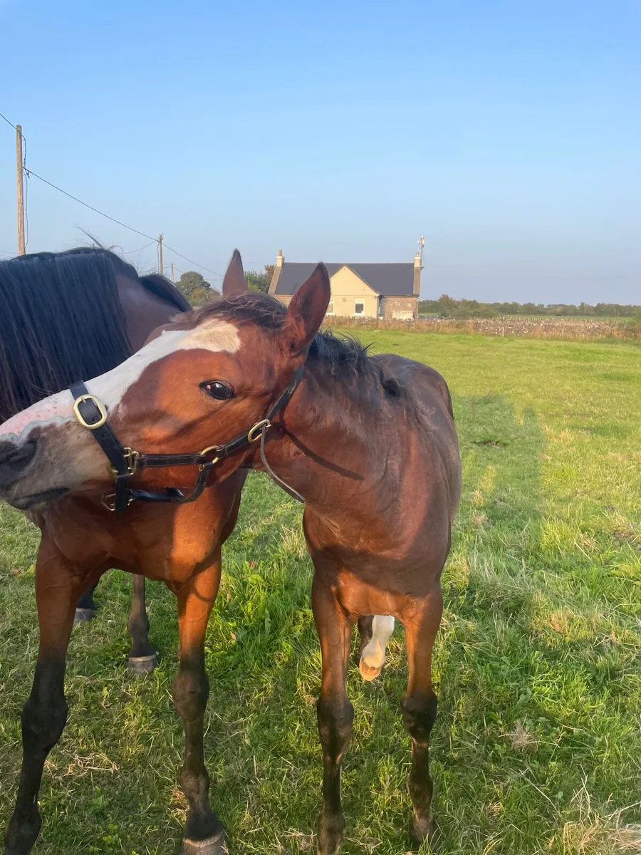 TIH Filly foal - Image 1
