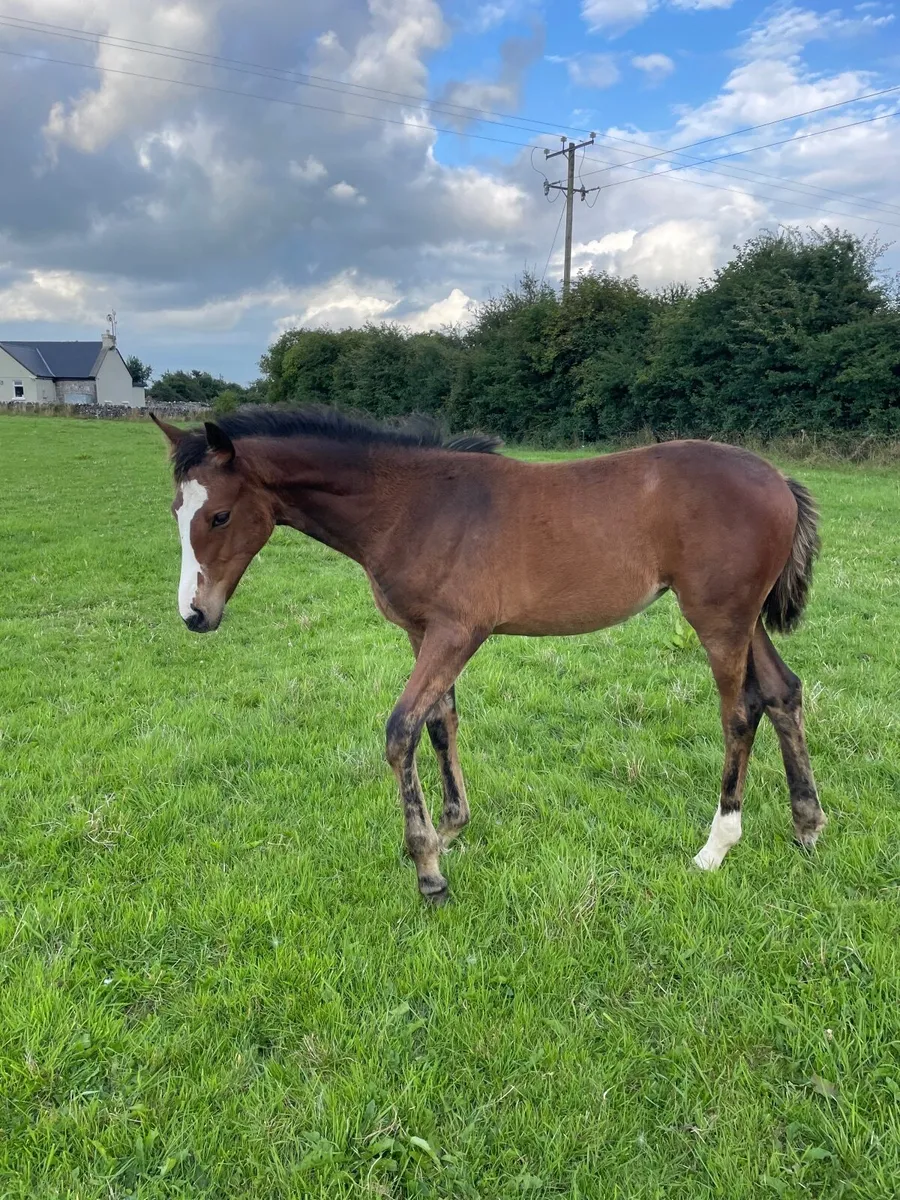 TIH Filly foal - Image 2