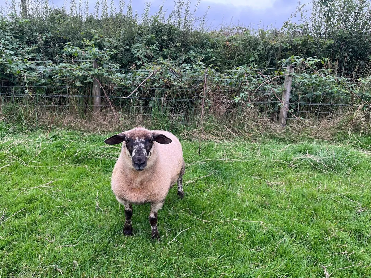 Sheep - Image 1