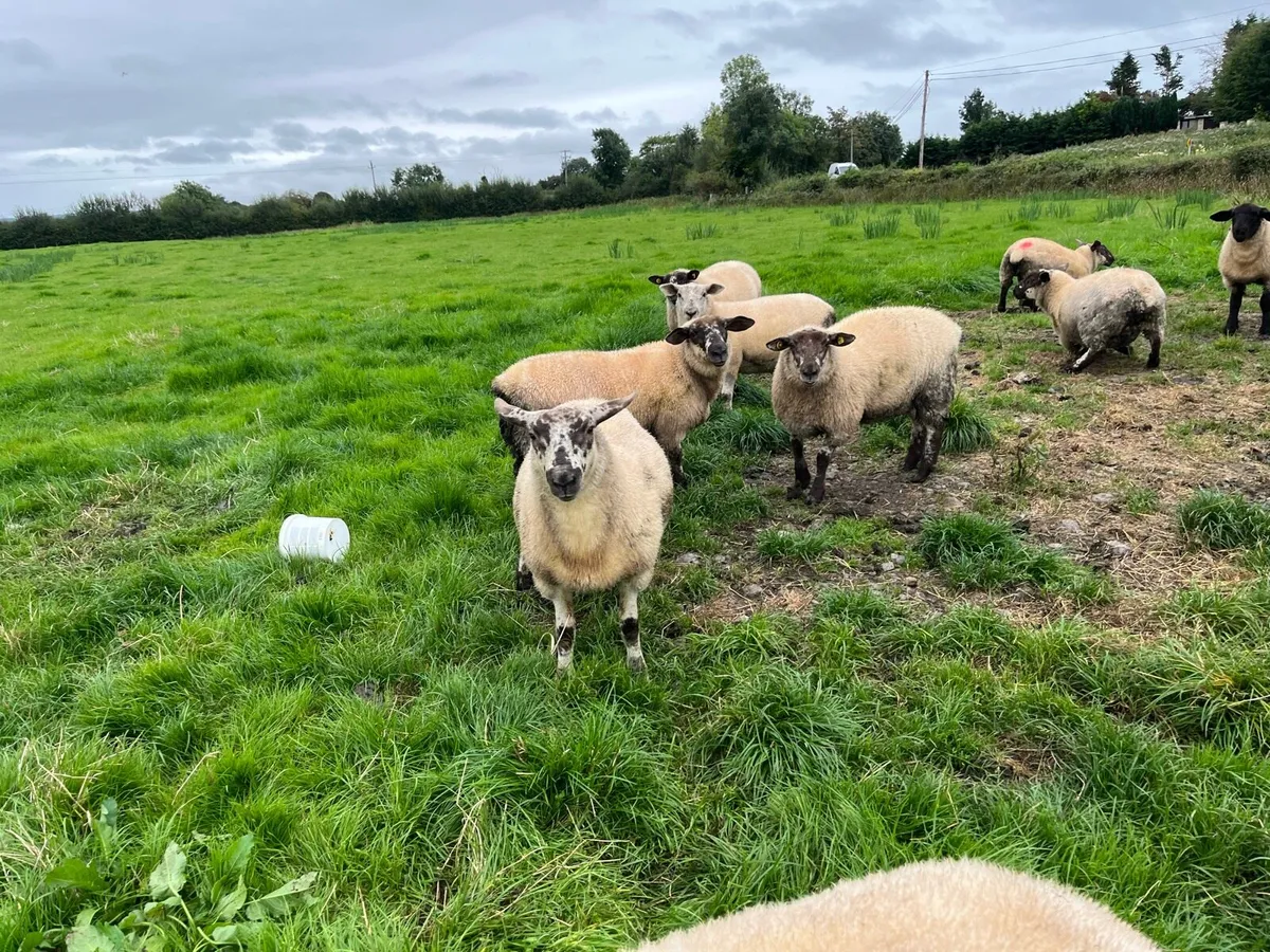 Sheep - Image 2