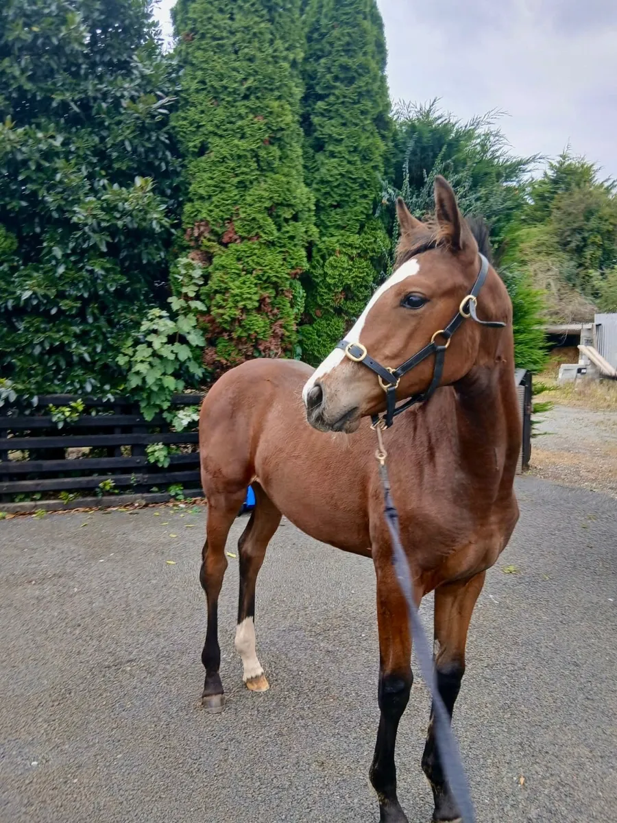 TIH Filly foal - Image 3