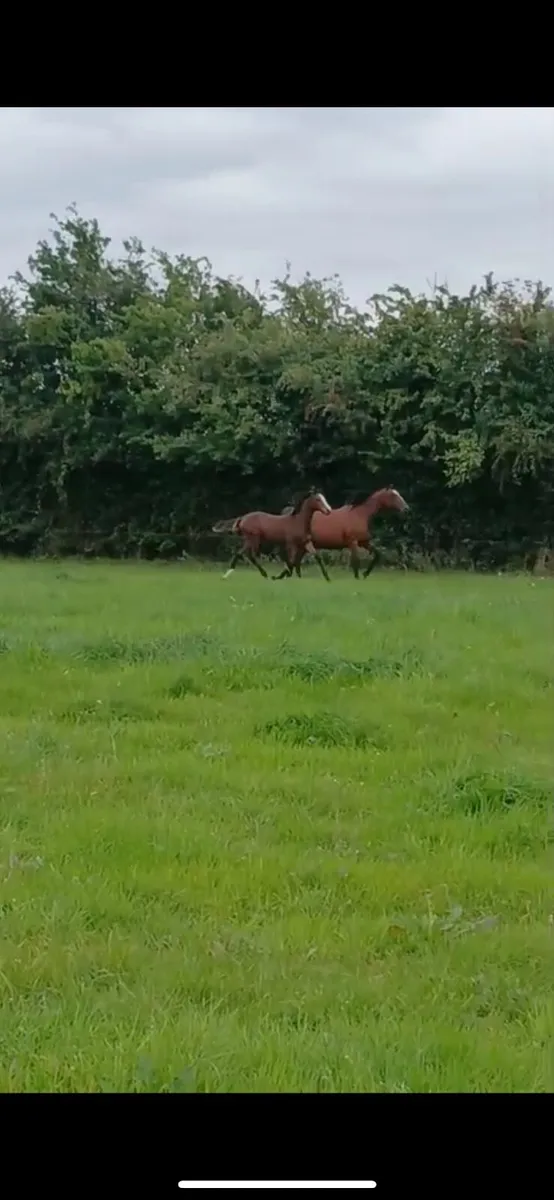 TIH Filly foal - Image 4
