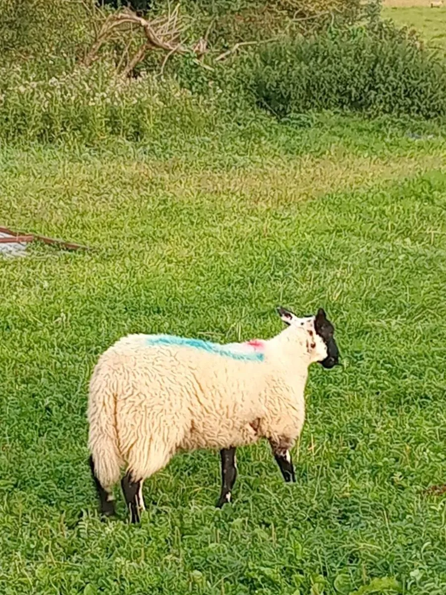 Ewe lambs - Image 1