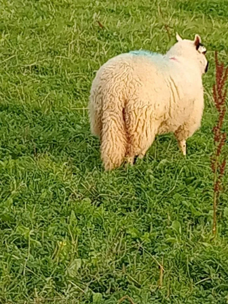 Ewe lambs - Image 2