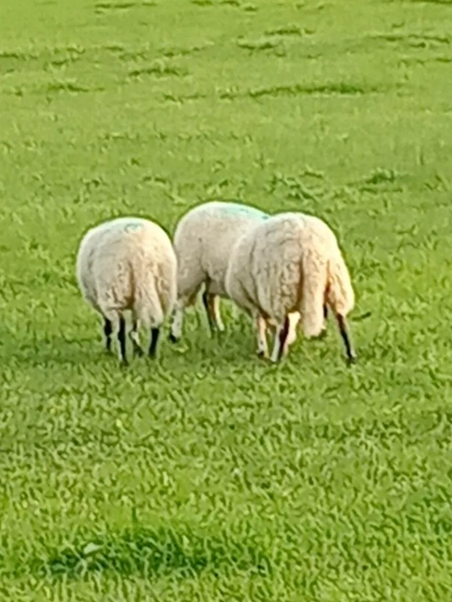 Ewe lambs - Image 3